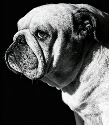 Étalon Bulldog Anglais - Sirry queen of hearts De la Cour des Molosses