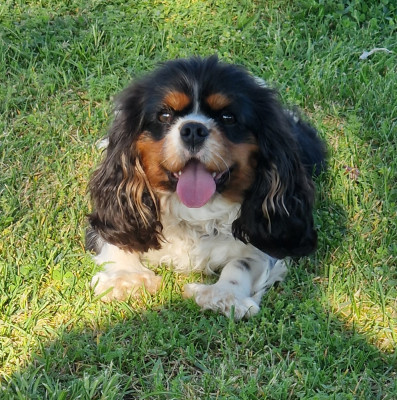 Étalon Cavalier King Charles Spaniel - Villine Du Royaume De Pandess
