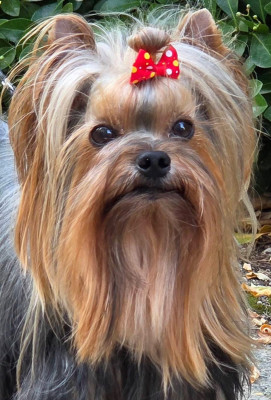 Étalon Yorkshire Terrier - Ouragan d-amour De L'Eternelle Smartys