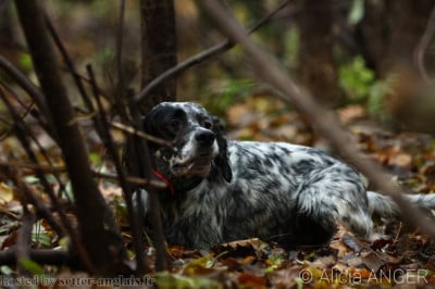 Étalon Setter Anglais - CH. Snoope Du Long Bec D'enchanet