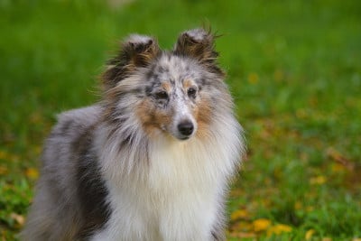 Étalon Shetland Sheepdog - Vanora Jone's Tiara