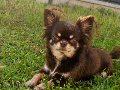 Étalon Chihuahua - Rarity lilou des Petits Mots Doux