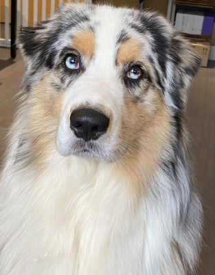 Étalon Berger Australien - Voa hotu Des Ruines De Champlieu