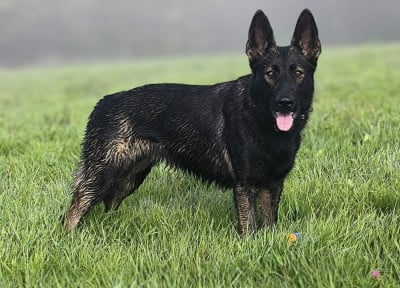 Étalon Berger Allemand - Vhagar black silver Du Creux Céleste