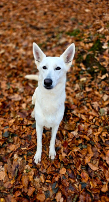 Étalon Berger Blanc Suisse - Raven du Domaine de Criska