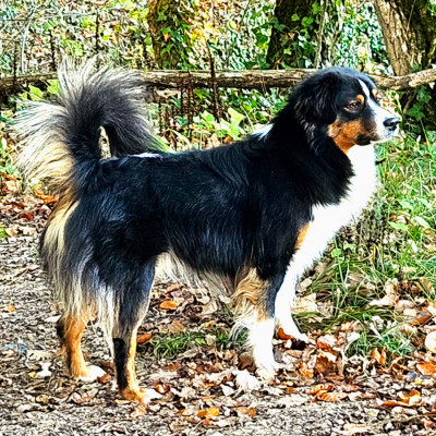 Étalon Berger Américain Miniature - Vaiko Des Mini Truffes Du Perigord