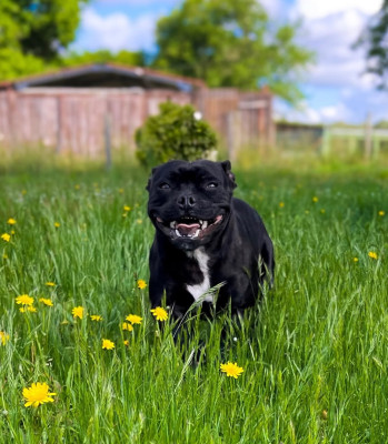 Étalon Staffordshire Bull Terrier - Ultra temptation only Original Stafford Legend