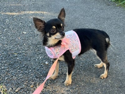 Étalon Chihuahua - Takumi Du Grand Castang