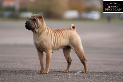 Étalon Shar Pei - CH. Upecarilisticexpialidocious du Nuorilang