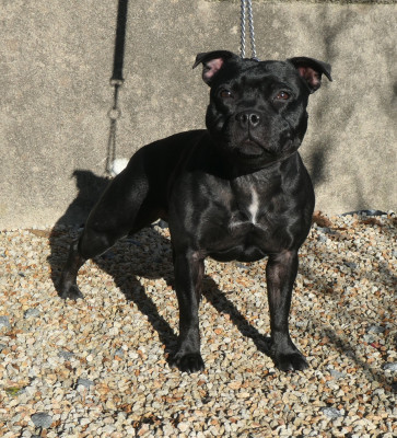 Étalon Staffordshire Bull Terrier - V comme vendetta De Contagious Magic