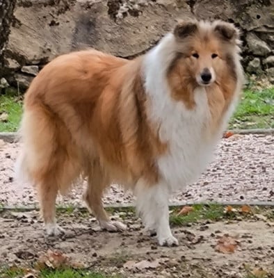 Étalon Colley à poil long - U got the look Des Conquêtes De Don Juan