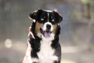 Étalon Berger Américain Miniature - Vendetta Du Clan De La Cosa Nostra