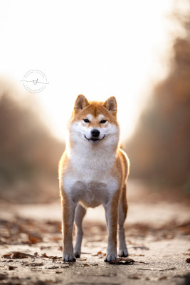 Étalon Shiba - Hoxakam Vaya meet kravaddict