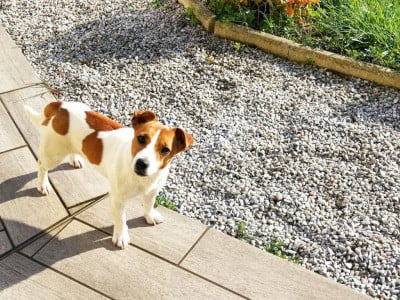 Étalon Jack Russell Terrier - Raiponce de la pinkinerie