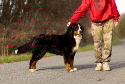 Étalon Bouvier Bernois - Viens je t'emmène dite Chance de la Vallée de l'Hyrome
