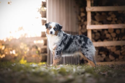 Étalon Berger Américain Miniature - Virtual millennium starlet Du Domaine Des Perles D'Ambène