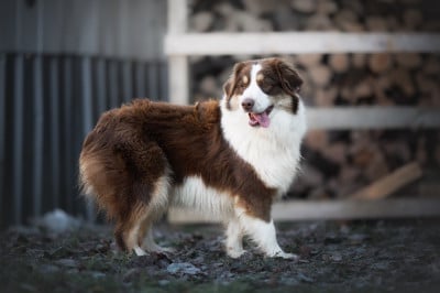 Étalon Berger Américain Miniature - Mini's Red Mountain Versace jewel