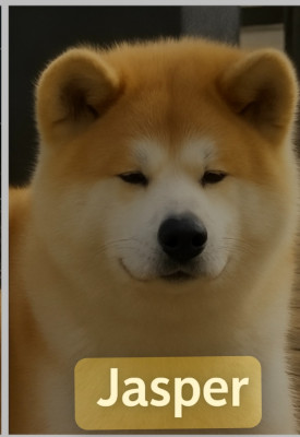 Étalon Akita - Jasper (Sans Affixe)