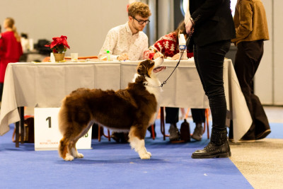 Étalon Berger Australien - Miss scrumptious royal rain