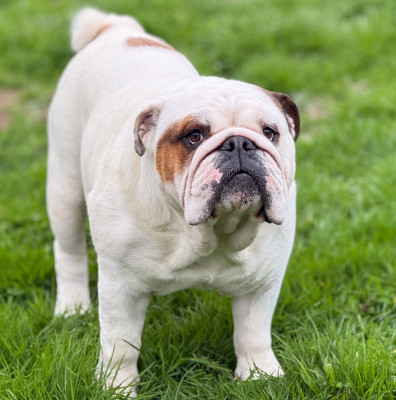 Étalon Bulldog Anglais - D'Or Wood Unstoppable