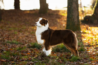 Étalon Berger Australien - Miss scrumptious royal rain