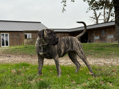 Étalon Dogo Canario - Valkyrie De La Fleur Des Îles Canaries