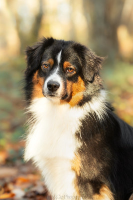 Étalon Berger Américain Miniature - Vaiko Des Mini Truffes Du Perigord