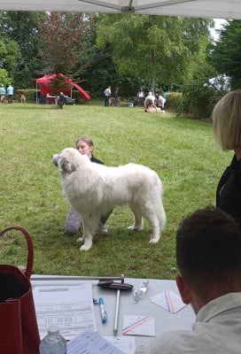 Étalon Chien de Montagne des Pyrenees - T belle du Val de Pyrène