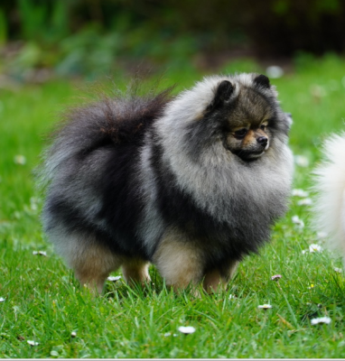 Étalon Spitz allemand - accessoire Uolter wins}