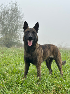 Étalon Berger hollandais - Vagnar De La Dynastie Des Gueules De Fer