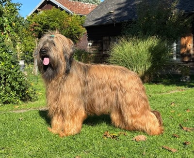 image de Sagha pia blonde