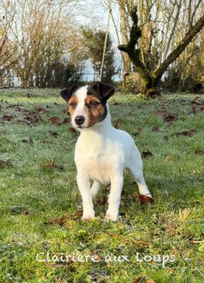 Étalon Jack Russell Terrier - Une de mai vom Gebrannten Walde