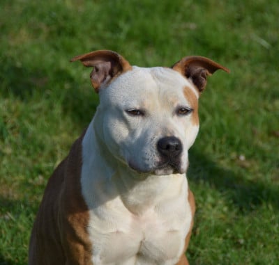 Étalon American Staffordshire Terrier - Dreams Maker's Velvet golden sparkle