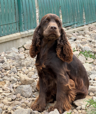 Étalon Cocker Spaniel Anglais - Utile De La Rose Anglaise