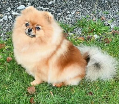 Étalon Spitz allemand - CH. slay foks Layla