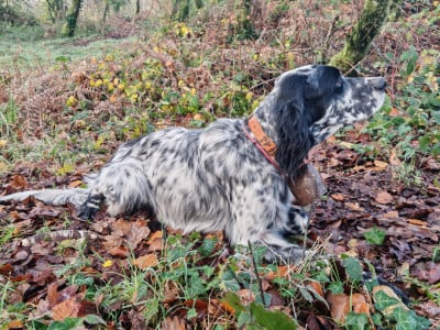 Étalon Setter Anglais - TR. Sigurd Du Long Bec D'enchanet