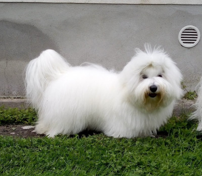 Étalon Coton de Tulear - Victorine Pillywiggins