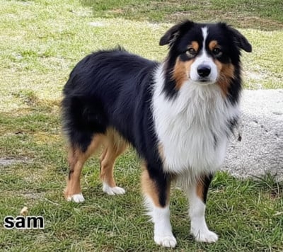 Étalon Berger Australien - Say you say me Butterfly Colors