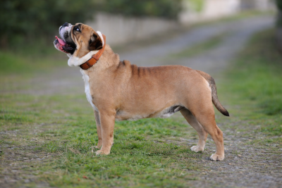 Étalon Bulldog continental - CH. Toblerone Des Pipettechorizo}