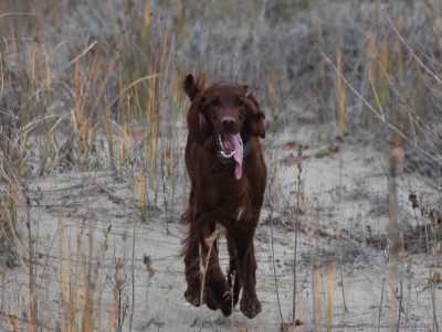 Étalon Setter irlandais rouge - CH. Victorious maeve De L'anneau Du Kerry