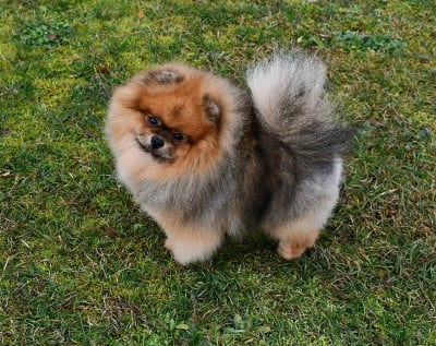 Étalon Spitz allemand - CH. verena sunlight San de beers dit léon