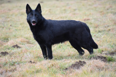 Étalon Berger Allemand - Ulka des trésors du maquis