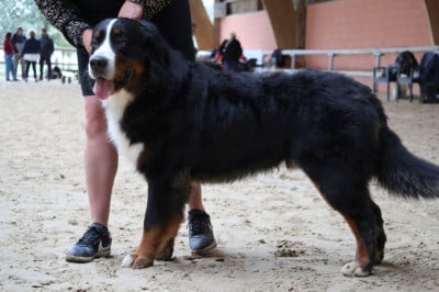 Étalon Bouvier Bernois - Ulysse De La Terre Des Fées