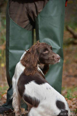 Étalon English Springer Spaniel - CH. Killkerrygal Va va voom vixen dite vixen