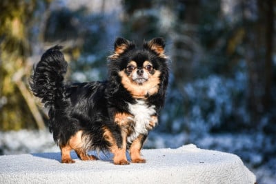 Étalon Chihuahua - Sherry De La Vallée Des Cèdres Bleus