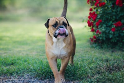 Étalon Bulldog continental - CH. Toblerone Des Pipettechorizo}