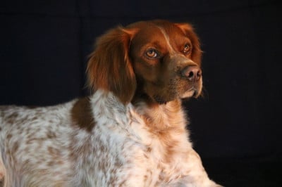 Étalon Epagneul Breton - Rio De La Source Des Grands Rian