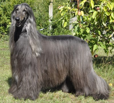 Étalon Levrier afghan - Rhadamanthe Du chemin des dames imperiales