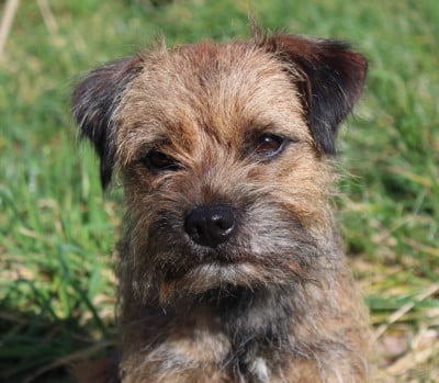 Étalon Border Terrier - Utopia du chemin du paradis