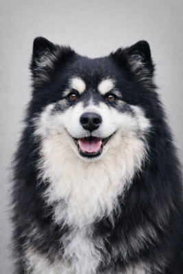 Étalon Chien finnois de Laponie - Passion-papaye Tweed Lenissei